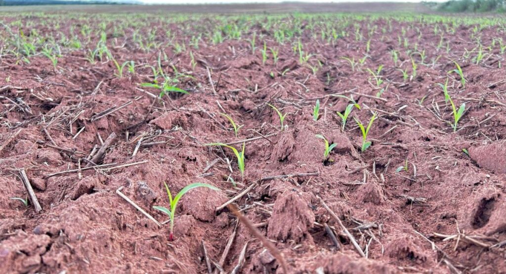 Bajra Fertilizer Schedule 2026 Per Acre