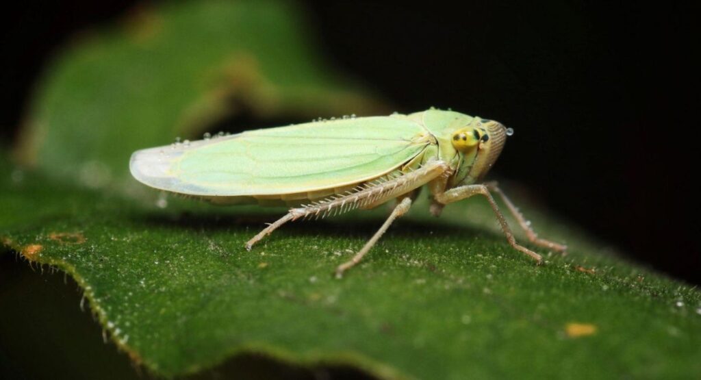 Green Leaf Hopper Close Up