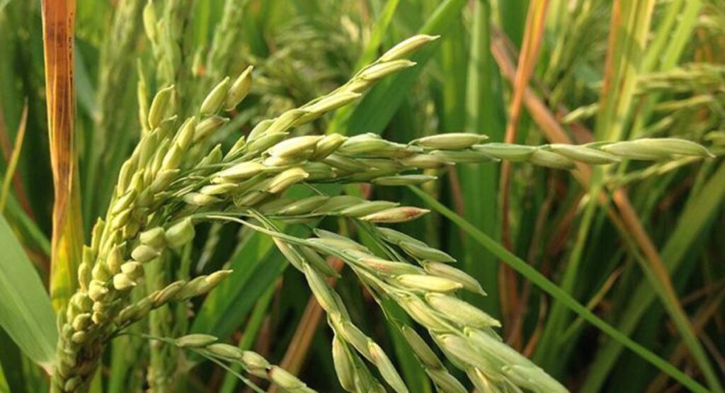 Rice Crop Potash Deficiency Symptoms & Treatment Guide 2026