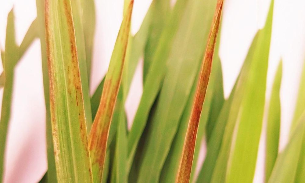 چاول میں پوٹاش کی کمی کی علامات، نقصانات اور بہترین علاج 2026 | Rice Potash Deficiency Guide