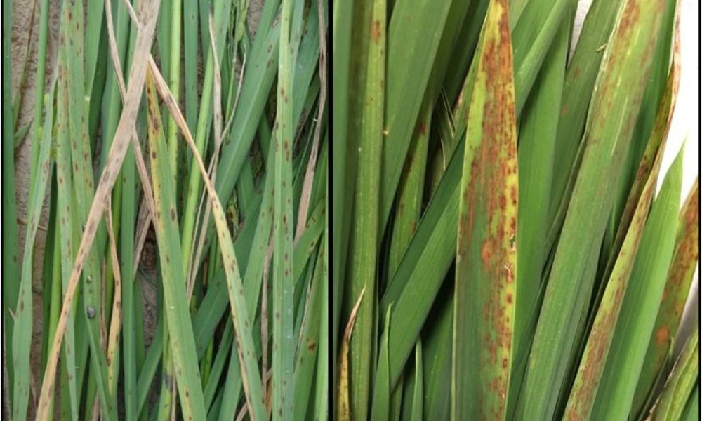 چاول میں پوٹاش کی کمی کی علامات، نقصانات اور بہترین علاج 2026 | Rice Potash Deficiency Guide