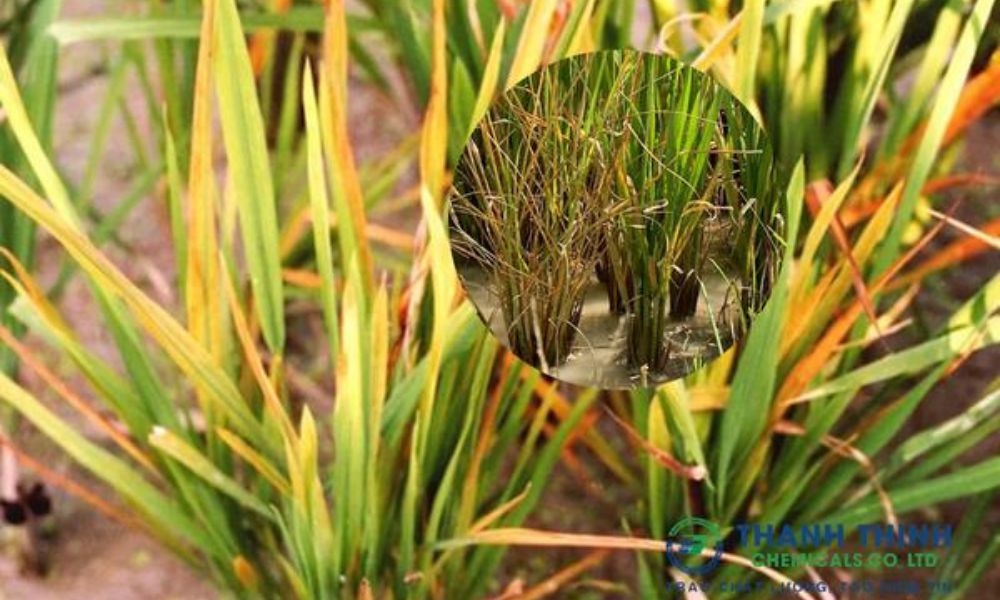 چاول میں پوٹاش کی کمی کی علامات، نقصانات اور بہترین علاج 2026 | Rice Potash Deficiency Guide