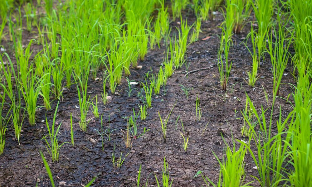 چاول میں پوٹاش کی کمی کی علامات، نقصانات اور بہترین علاج 2026 | Rice Potash Deficiency Guide