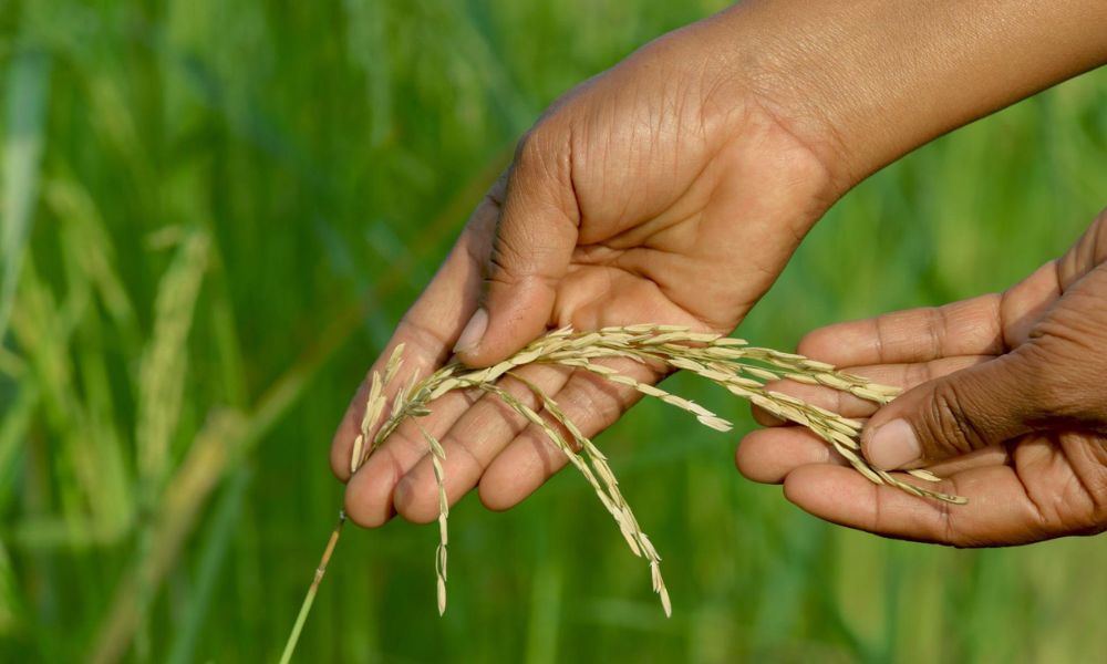 چاول میں پوٹاش کی کمی کی علامات، نقصانات اور بہترین علاج 2026 | Rice Potash Deficiency Guide