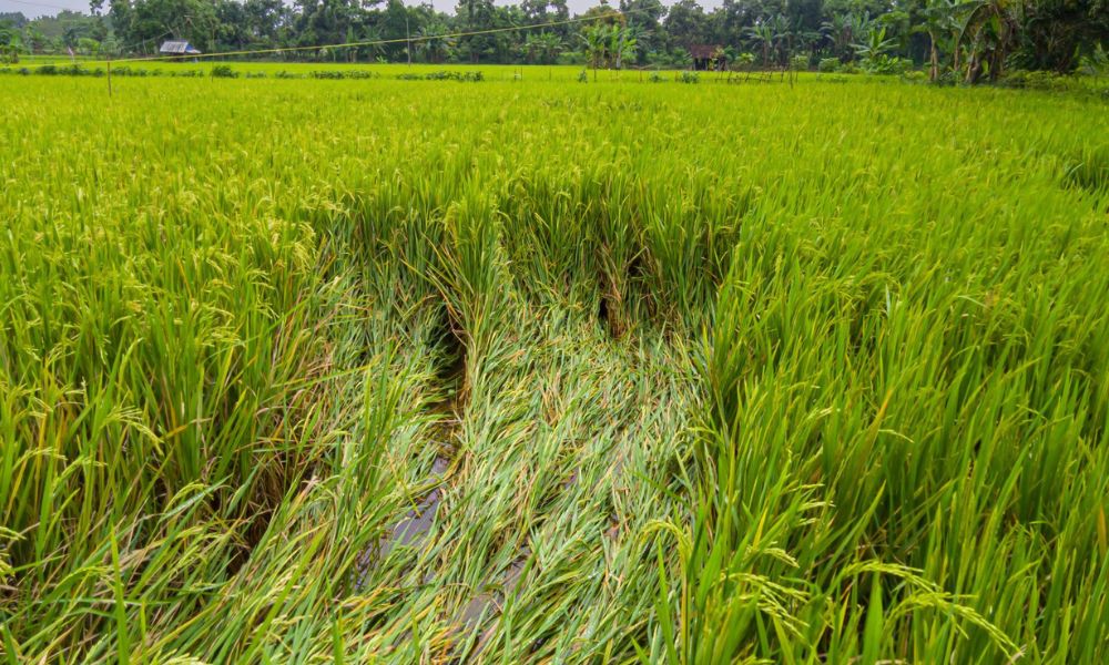 چاول میں پوٹاش کی کمی کی علامات، نقصانات اور بہترین علاج 2026 | Rice Potash Deficiency Guide