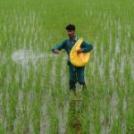 چاول میں پوٹاش کی کمی کی علامات، نقصانات اور بہترین علاج 2026 | Rice Potash Deficiency Guide