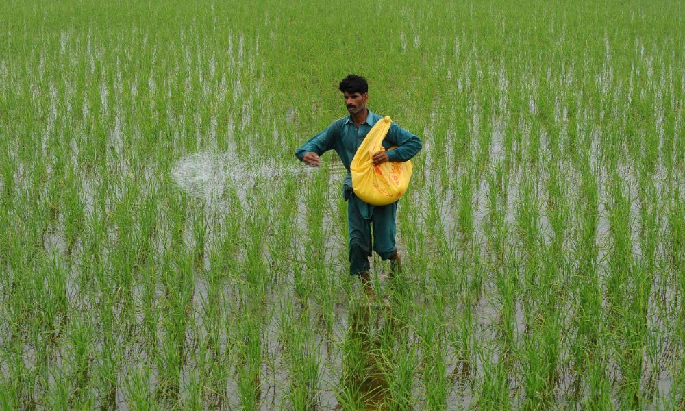 چاول میں پوٹاش کی کمی کی علامات، نقصانات اور بہترین علاج 2026 | Rice Potash Deficiency Guide