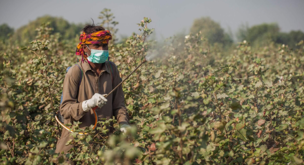 Cotton crop spray guide 2026 in Pakistan