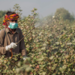 Cotton crop spray guide 2026 in Pakistan