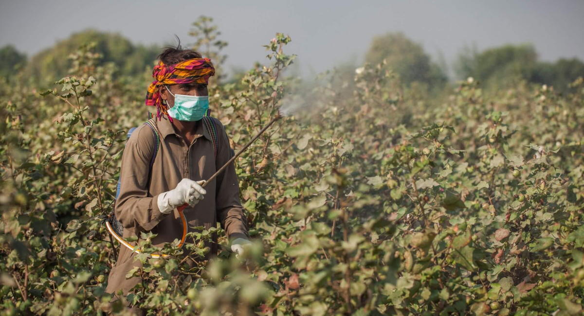 Cotton crop spray guide 2026 in Pakistan