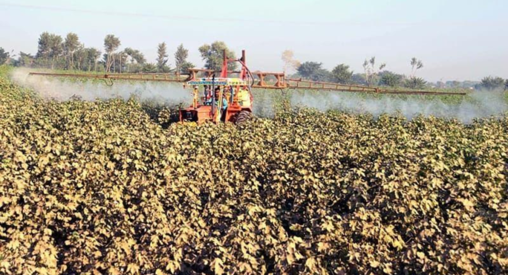 Healthy cotton crop after proper spray schedule