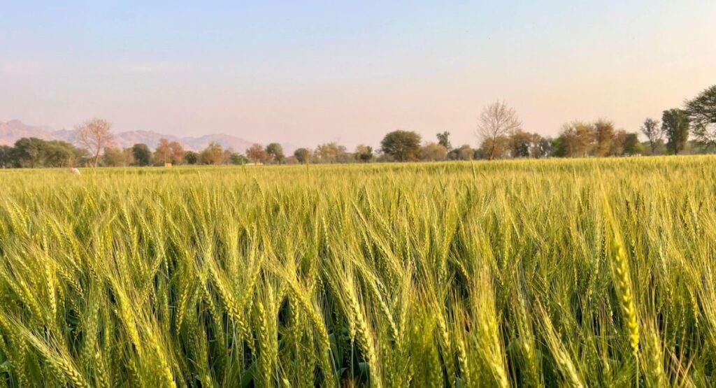 آخری پانی جلدی لگانے کا نقصان