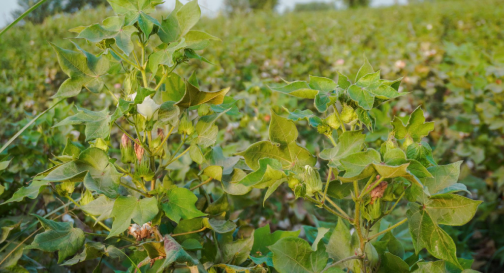 High yield cotton farming field