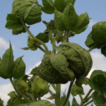 Cotton Leaf Curl Virus infected cotton crop in Pakistan