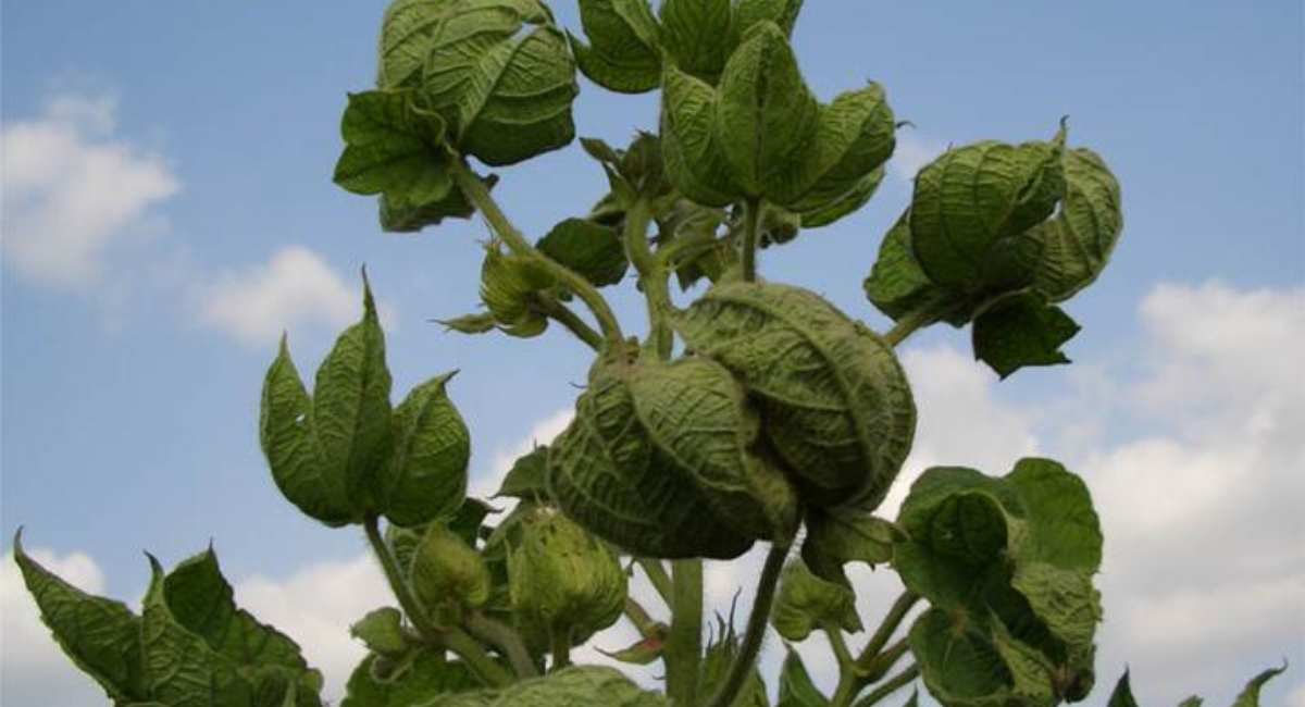 Cotton Leaf Curl Virus infected cotton crop in Pakistan