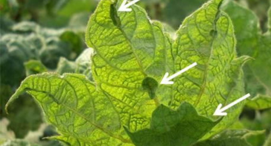 Severely damaged cotton field due to CLCV