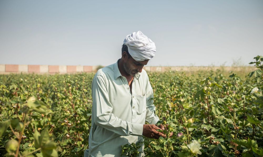 Cotton Price in Pakistan 2026 – کپاس کے ریٹ، مارکیٹ صورتحال اور کسانوں کے لیے مکمل رہنمائی پاکستان میں کپاس کی اہمیت