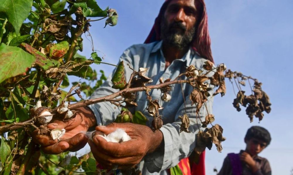Cotton Price in Pakistan 2026 – کپاس کے ریٹ، مارکیٹ صورتحال اور کسانوں کے لیے مکمل رہنمائی کپاس کی قیمتوں پر موسم کا اثر
