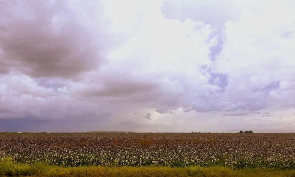 Cotton Price in Pakistan 2026 – کپاس کے ریٹ، مارکیٹ صورتحال اور کسانوں کے لیے مکمل رہنمائی 2026 میں کپاس کے ریٹ بڑھنے کی وجوہات