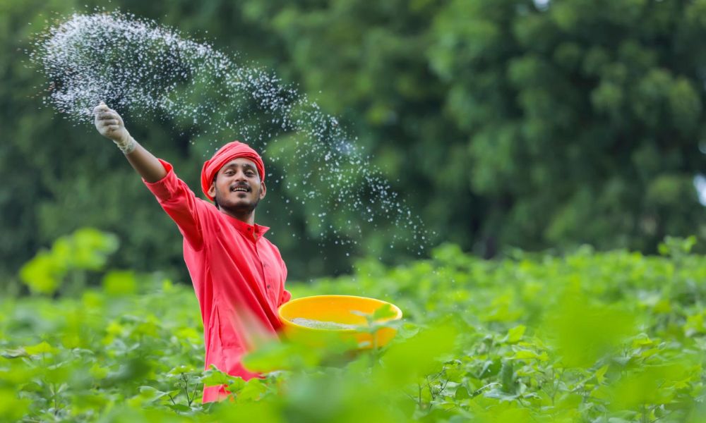 Cotton Price in Pakistan 2026 – کپاس کے ریٹ، مارکیٹ صورتحال اور کسانوں کے لیے مکمل رہنمائی متوازن کھاد کا استعمال