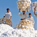 Cotton Price in Pakistan 2026 – کپاس کے ریٹ، مارکیٹ صورتحال اور کسانوں کے لیے مکمل رہنمائی