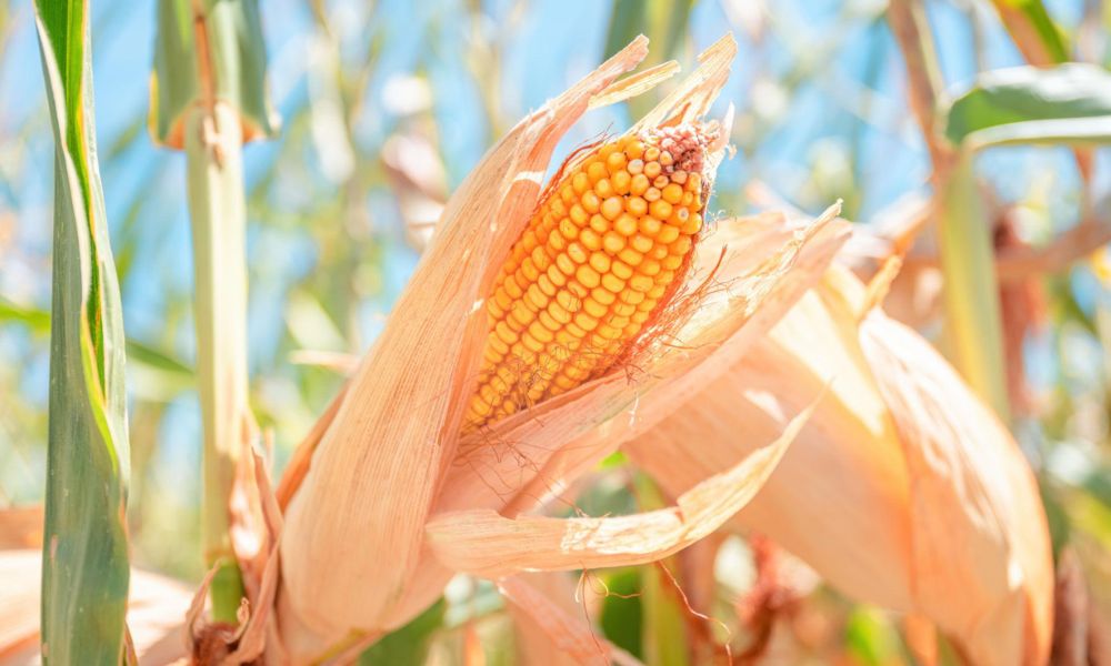 Maize Price Today in Pakistan 2026 – مکئی کے تازہ ریٹس، مارکیٹ اپڈیٹ اور مکمل معلومات پاکستان میں آج مکئی کا ریٹ