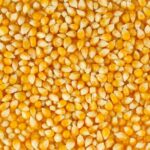 Maize Price Today in Pakistan 2026 – مکئی کے تازہ ریٹس، مارکیٹ اپڈیٹ اور مکمل معلومات