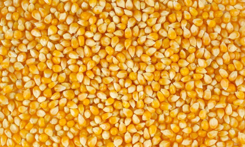 Maize Price Today in Pakistan 2026 – مکئی کے تازہ ریٹس، مارکیٹ اپڈیٹ اور مکمل معلومات