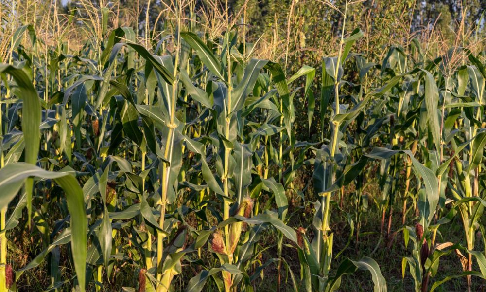 Maize Price Today in Pakistan 2026 – مکئی کے تازہ ریٹس، مارکیٹ اپڈیٹ اور مکمل معلومات پاکستان میں مکئی کی قیمتوں میں تبدیلی کی وجوہات