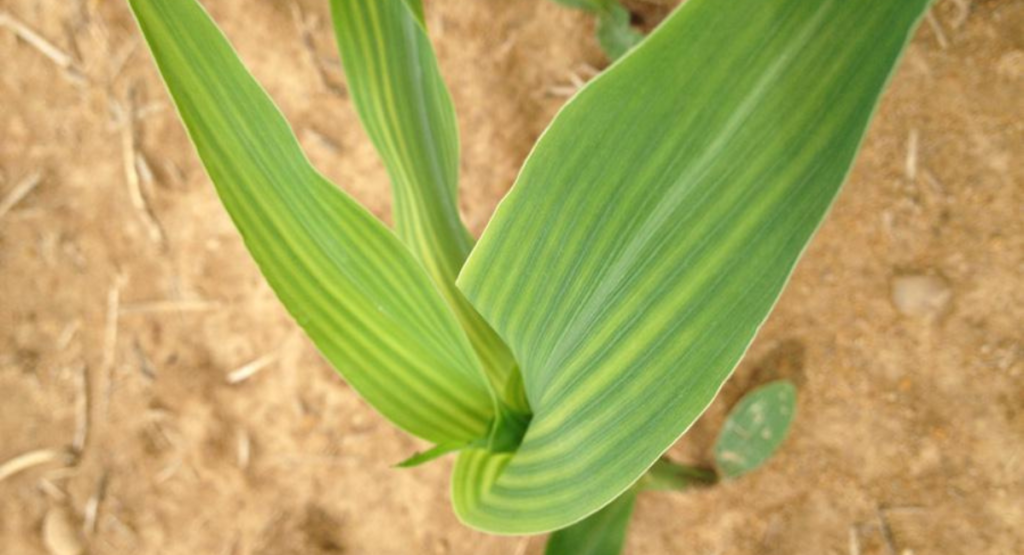 زنک، بوران اور دیگر خرد غذائی اجزاء (Micronutrients) کا استعمال